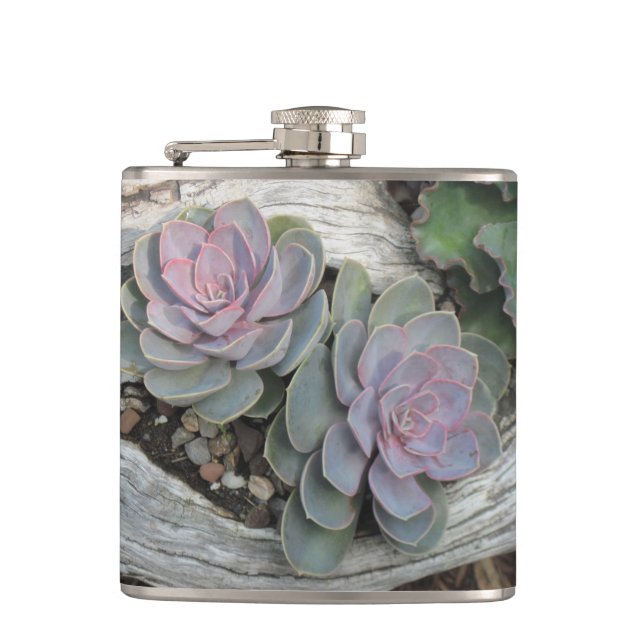 Echeveria Suckulated Flask Fickplunta (Framsidan)