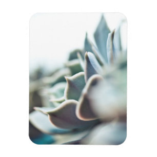 Echeveria suckulent magnet