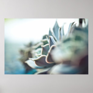 Echeveria suckulent poster