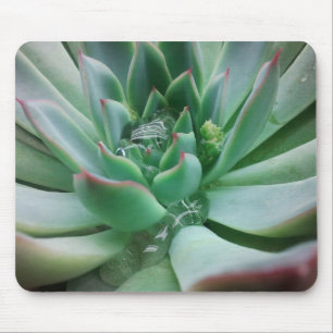Echeveria "Tippy Musmatta