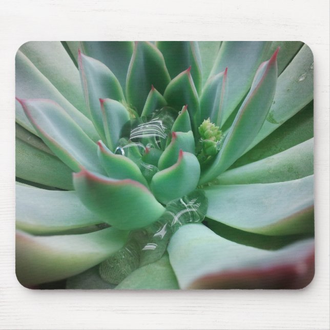 Echeveria "Tippy Musmatta (Framsidan)