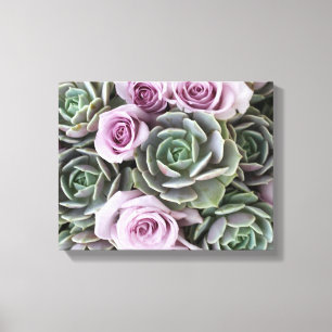 Echeverias och ro av Debra Lee Baldwin Canvastryck