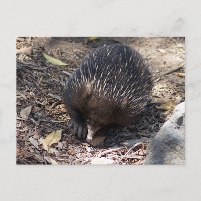 Echidna Australia Vykort (Framsida)