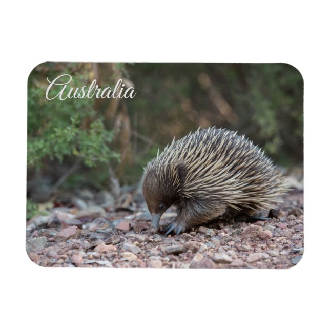Echidna, Australien Magnet (Horisontell)