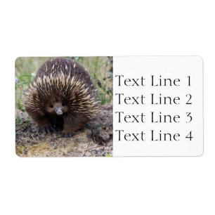 Echidna eller Spiny Anteater Australia Fraktsedel
