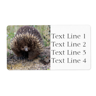 Echidna eller Spiny Anteater Australia Fraktsedel