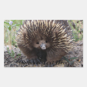 Echidna eller Spiny Anteater Australia Rektangulärt Klistermärke