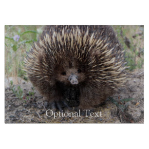 Echidna eller Spiny Anteater Australien
