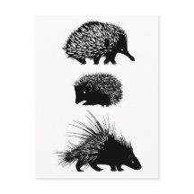 Echidna, hedgehog, porcupinvykort
