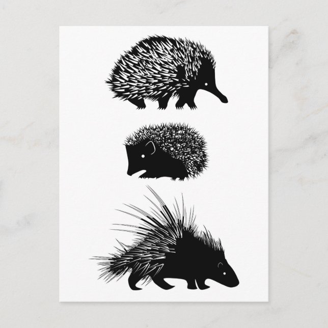 Echidna, hedgehog, porcupinvykort vykort (Framsida)