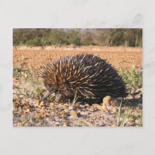 Echidna hittar mat på marken vykort