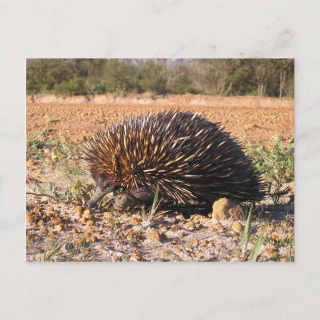 Echidna hittar mat på marken vykort (Framsida)