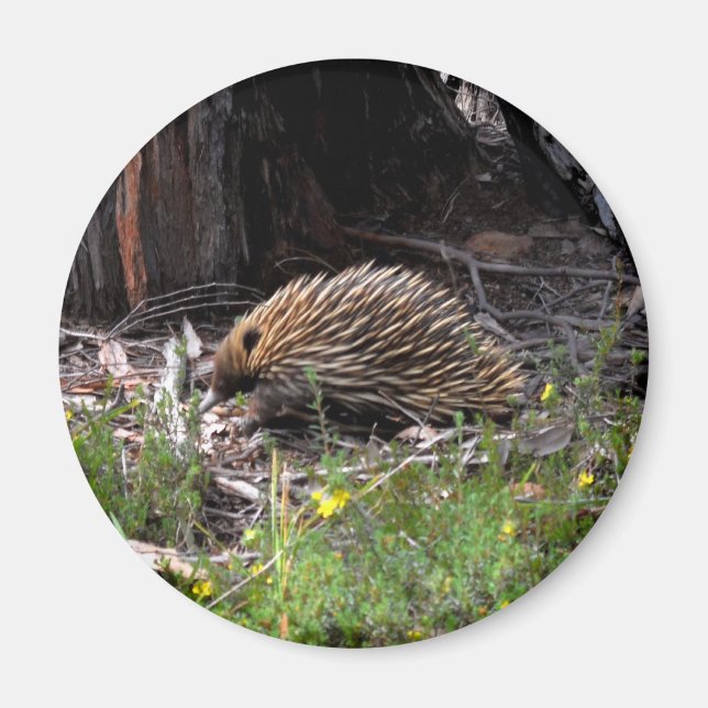 Echidna Magnet (Framsidan)