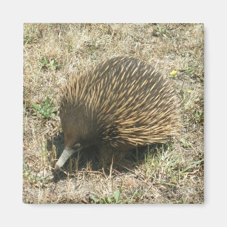 Echidna magnet