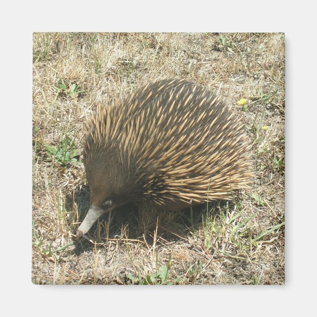 Echidna magnet (Framsidan)