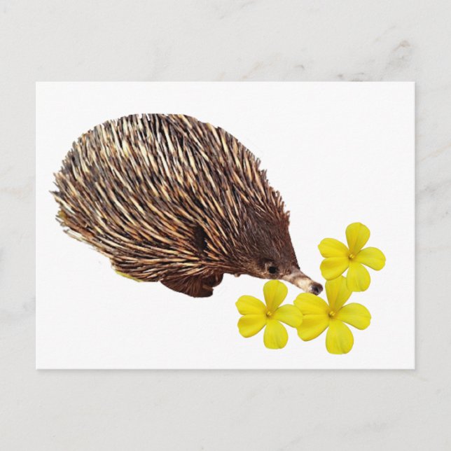 Echidna och Frangipani-vykort Vykort (Framsida)