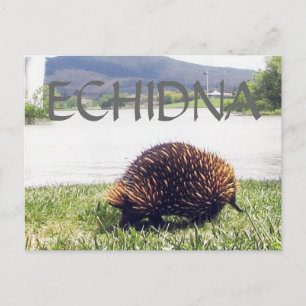 ECHIDNA:s djurbeskaffenhet anpassar sig individuel Vykort