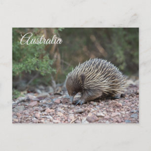 Echidna, Spiny Anteater, Australien Vykort