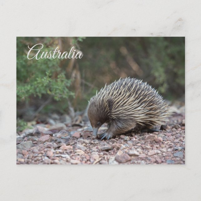 Echidna, Spiny Anteater, Australien Vykort (Framsida)
