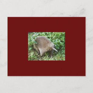 ECHIDNA VYKORT