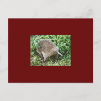 ECHIDNA VYKORT