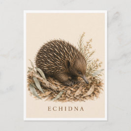 Echidna vykort | Bush Edition