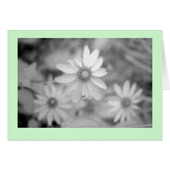 "Echinacea #1" Hälsningskort (Framsidan Horizontal)