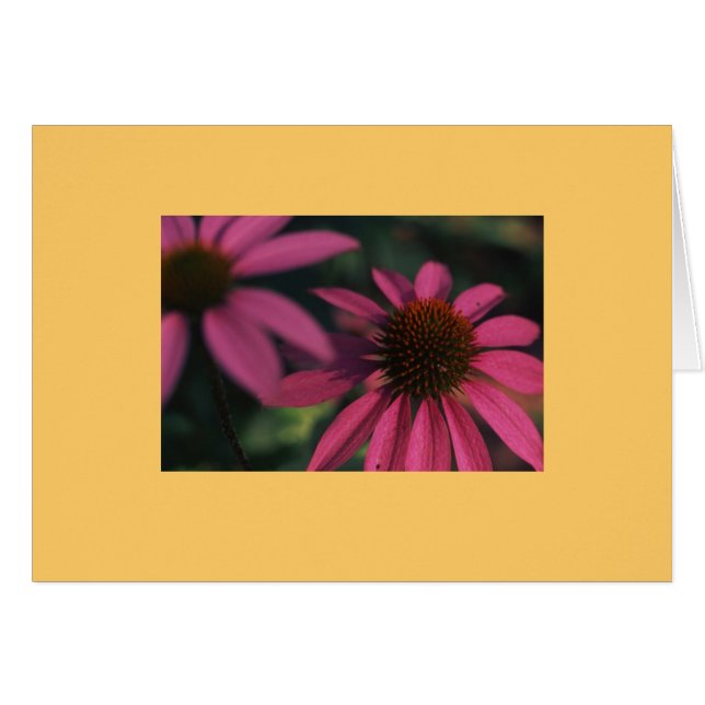 "Echinacea #3 ", Hälsningskort (Framsidan Horizontal)