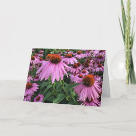 Echinacea Blanka anteckningskort