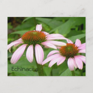 Echinacea Blommig Botanisk Rosa Blomma Vykort