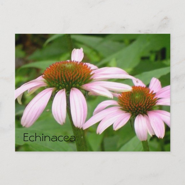 Echinacea Blommig Botanisk Rosa Blomma Vykort (Framsida)