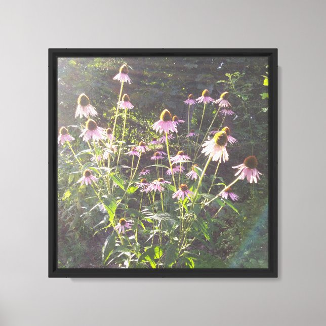 Echinacea blommor i solen canvastryck (Framsida)