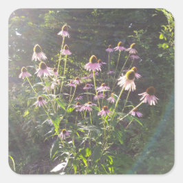 Echinacea blommor i solen fyrkantigt klistermärke