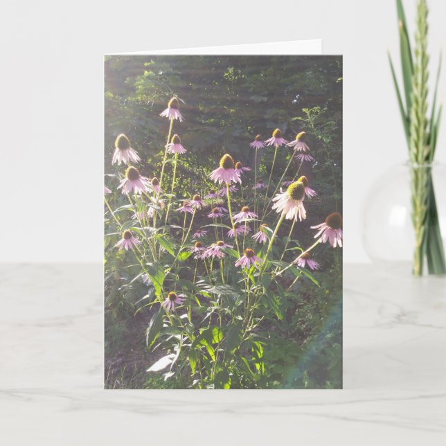 Echinacea blommor i solen kort (Framsida)