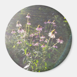 Echinacea blommor i solen magnet