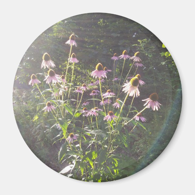 Echinacea blommor i solen magnet (Framsidan)