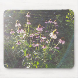 Echinacea blommor i solen musmatta