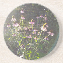 Echinacea blommor i solen
