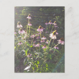 Echinacea blommor i solen vykort