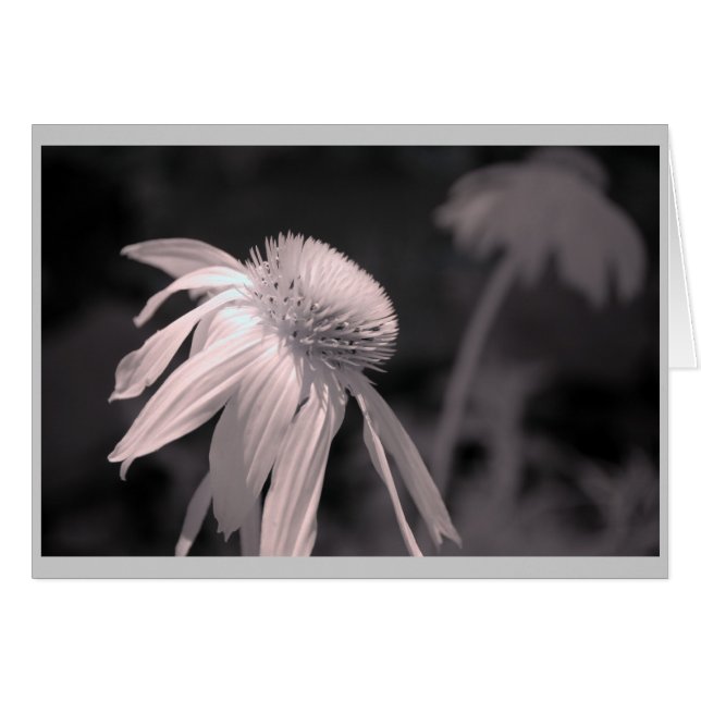 Echinacea Blooms OBS Kort (Framsidan Horizontal)