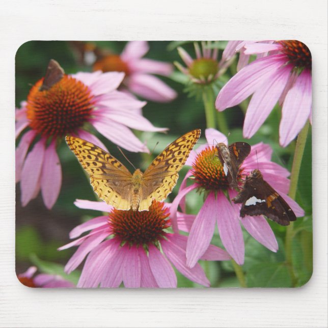 Echinacea Bush Butterflies Musmatta (Framsidan)