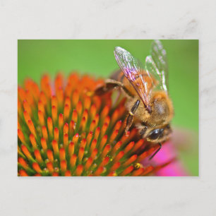 Echinacea Coneflower och Bee Vykort