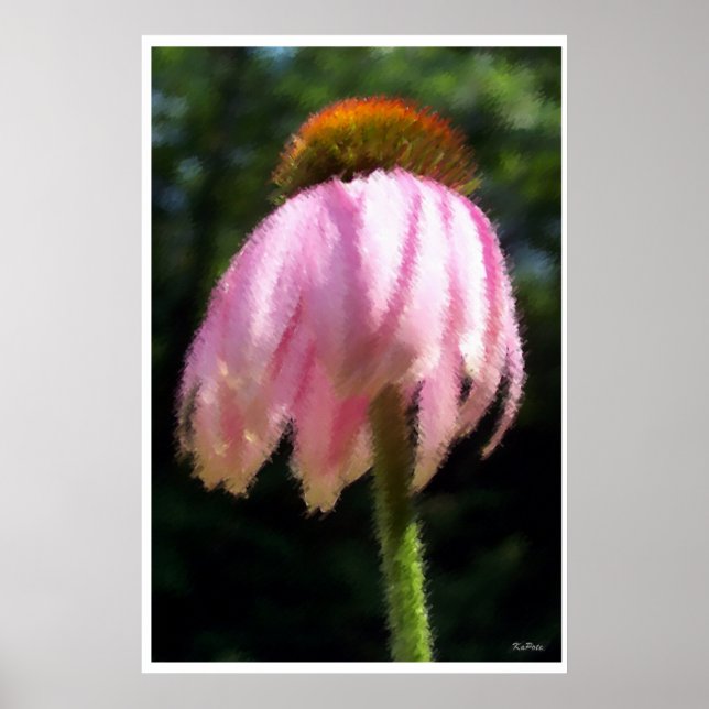 Echinacea Flower in the Breeze Poster (Framsidan)