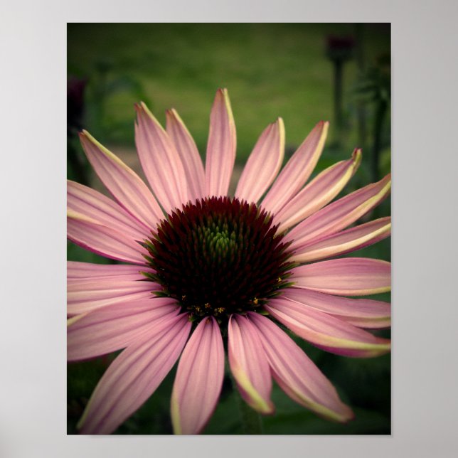 Echinacea Flower Lila Poster (Framsidan)