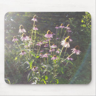 Echinacea Flowers i Sol Musmatta