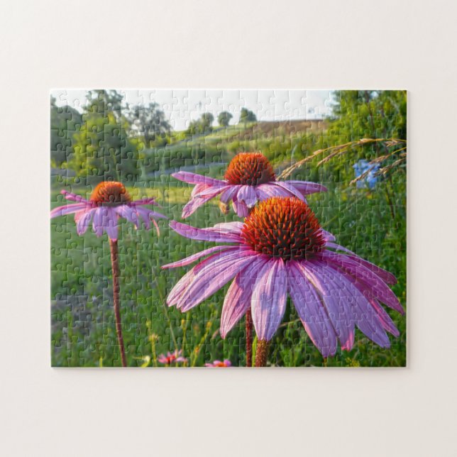 Echinacea Flowers Montana. Pussel (Horisontell)