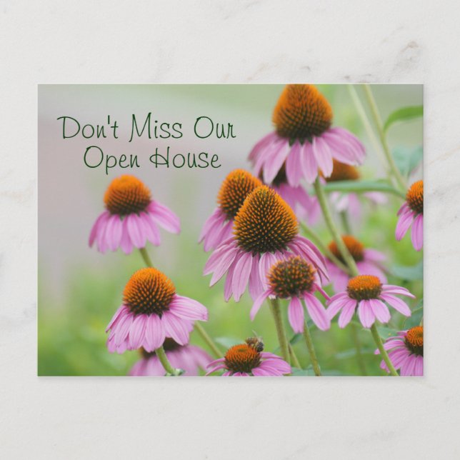Echinacea Flowers-vykort- för alla tillfälle Vykort (Framsida)