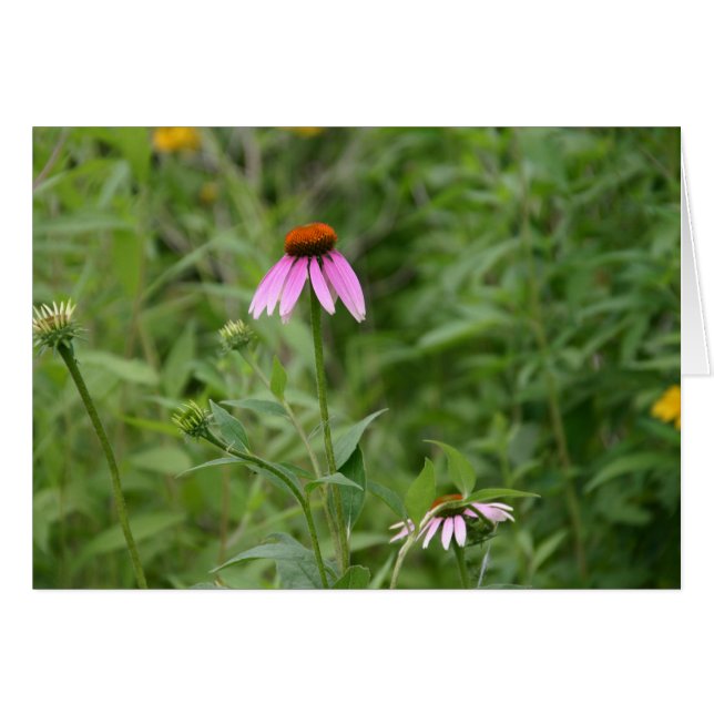 Echinacea Hälsningskort (Framsidan Horizontal)