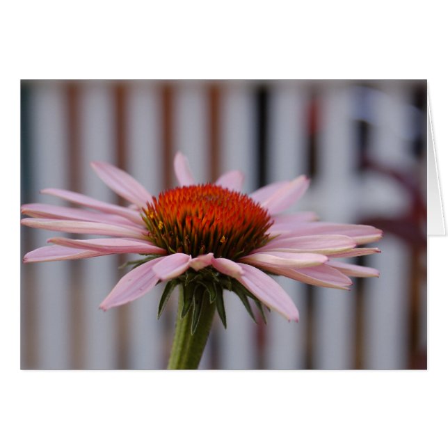 Echinacea Hälsningskort (Framsidan Horizontal)