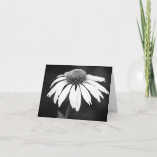 Echinacea i B&W (förbigå), Kort